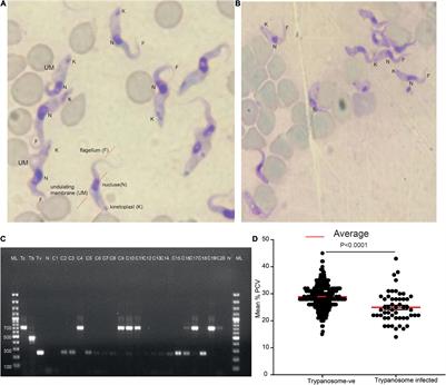 Metabolites From Trypanosome-Infected Cattle as Sensitive Biomarkers for Animal Trypanosomosis